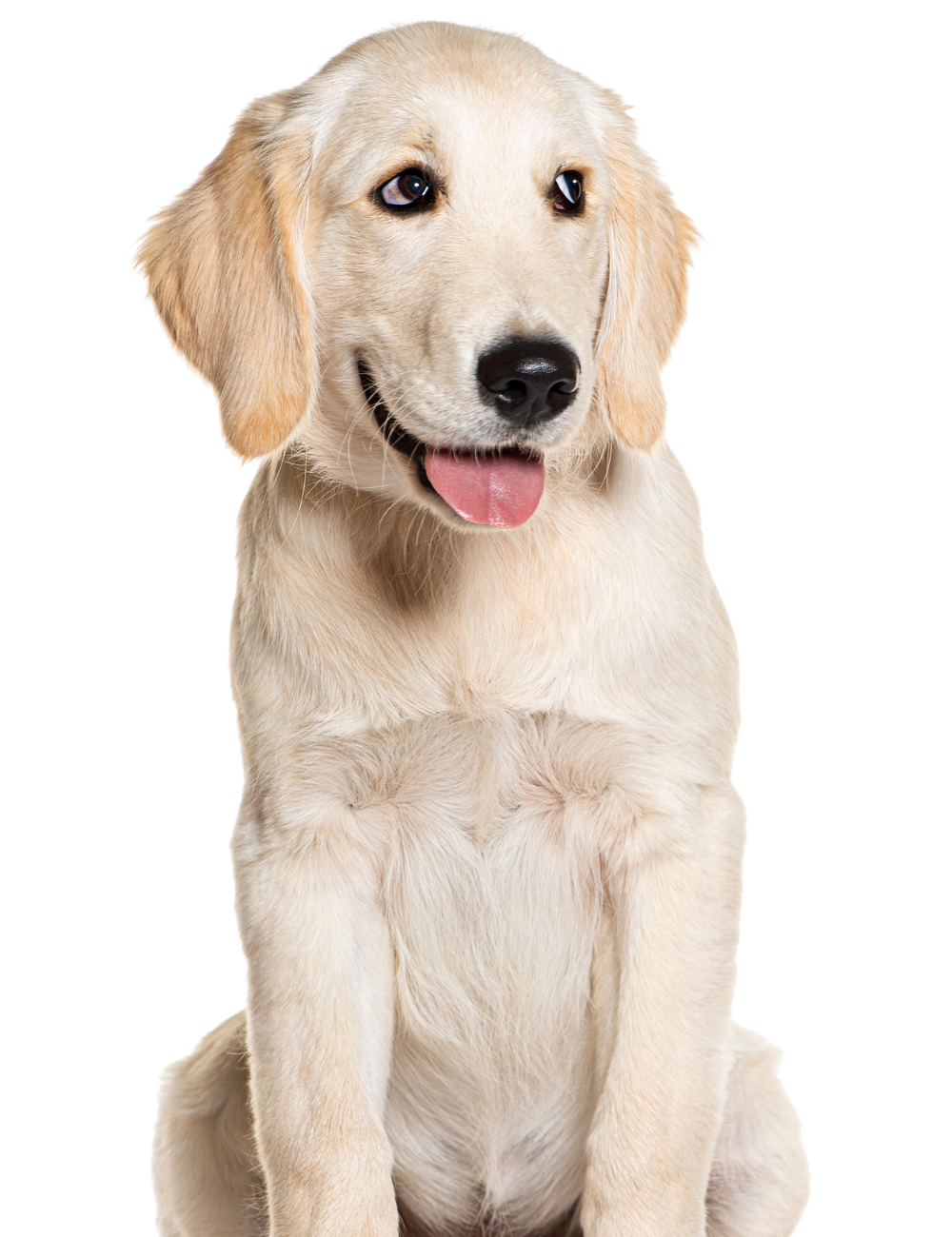 Glücklicher Golden Retriever Welpe
