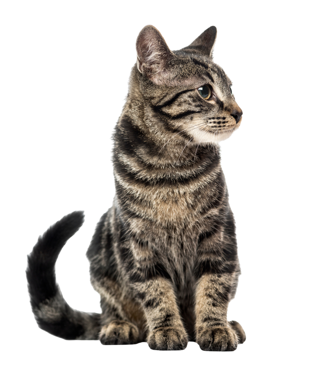 Getigerte Katze